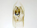 Carpelimus pusillus
